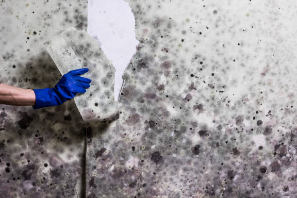 Best Black Mold Removal  in Russell, PA