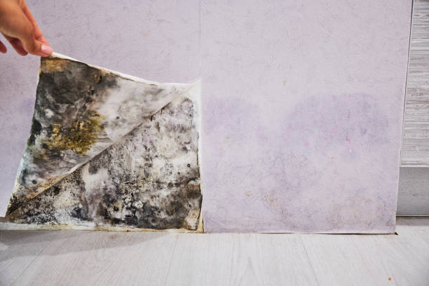 Best Emergency Mold Removal  in Russell, PA